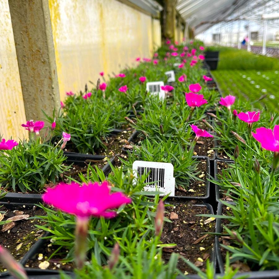 Dianthus x Beauties® 'Kahori' - from Babikow Wholesale Nursery