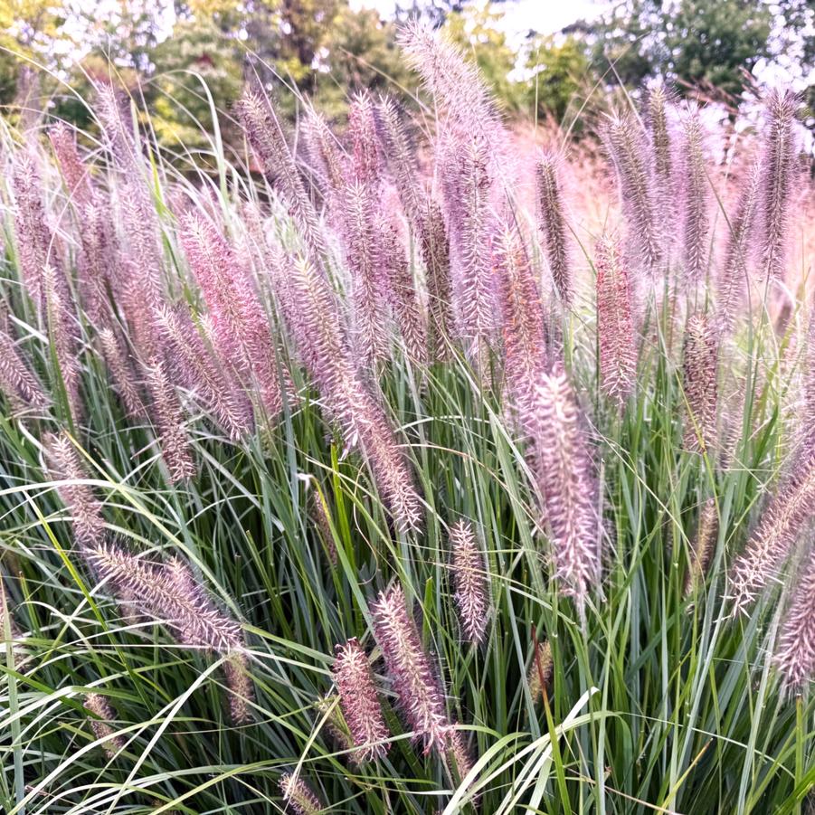 Pennisetum alop. 'Cayenne' - Fountain Grass from Babikow Wholesale Nursery