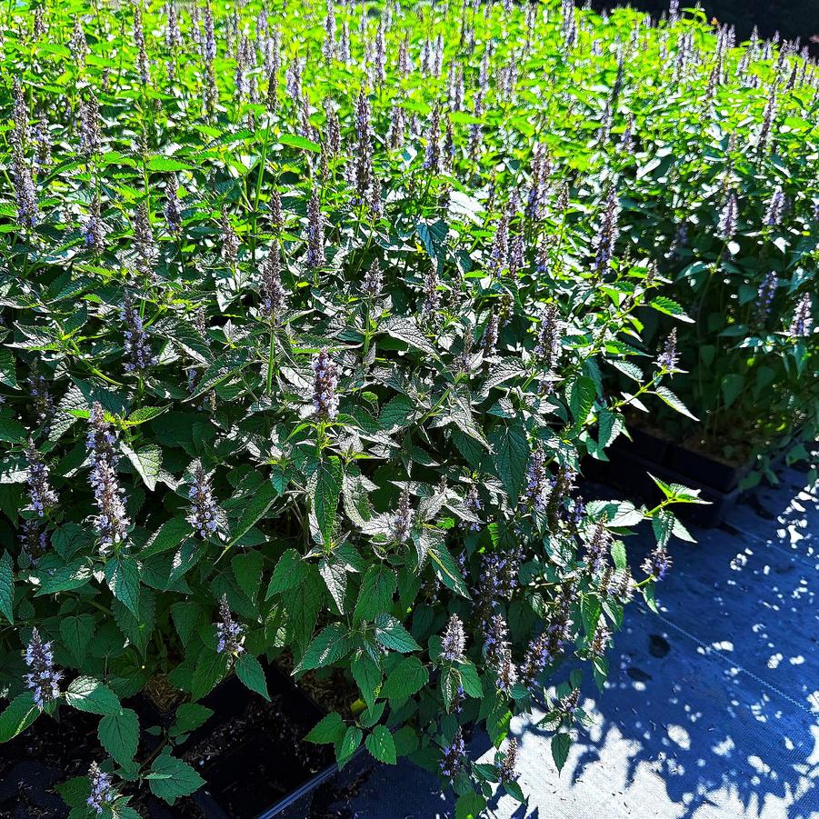 Agastache 'Little Adder' - Hyssop from Babikow Wholesale Nursery