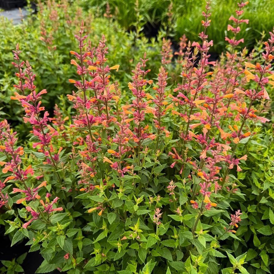 Agastache 'Mango Tango' - from Babikow Wholesale Nursery