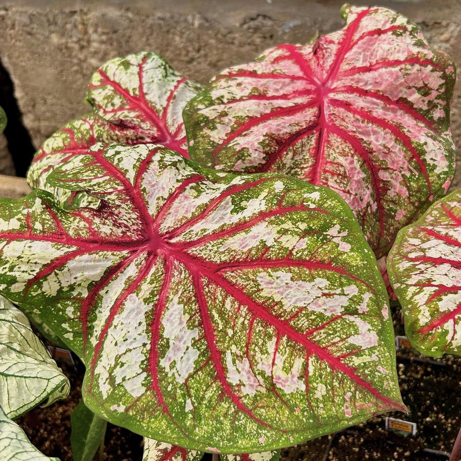 Caladium 'Celebration' - from Babikow Wholesale Nursery