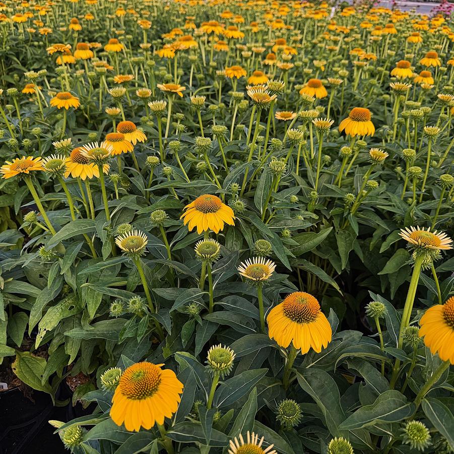 Echinacea Sombrero® 'Sombrero Lemon Yellow Imp.' - from Babikow Wholesale Nursery