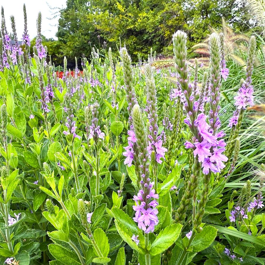 Verbena stricta - Hoary Vervain from Babikow Wholesale Nursery