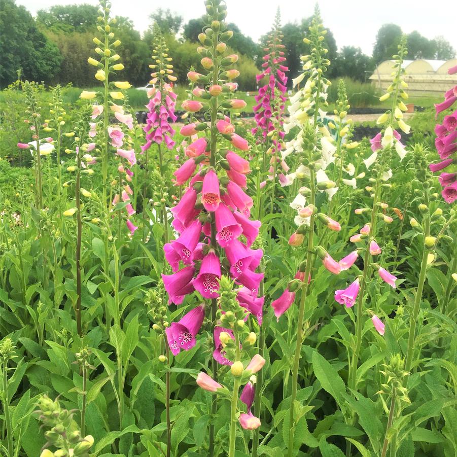 digitalis purpurea foxy