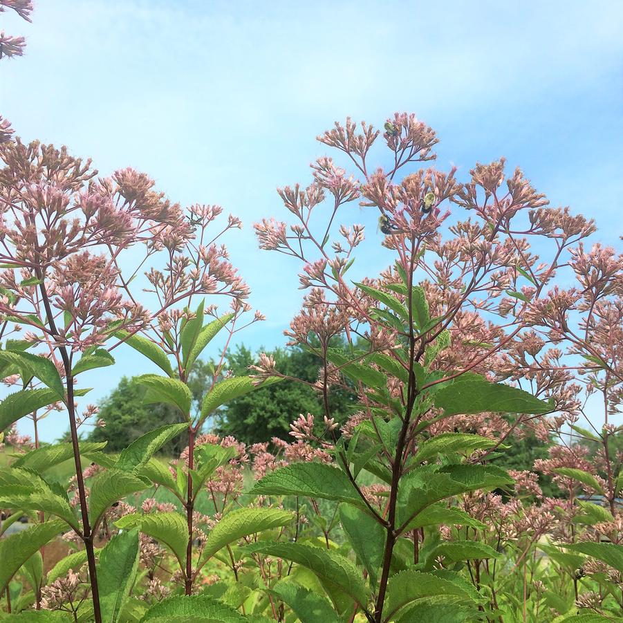 Eupatorium mac. 'Gateway' - Joe Pye Weed from Babikow Wholesale Nursery