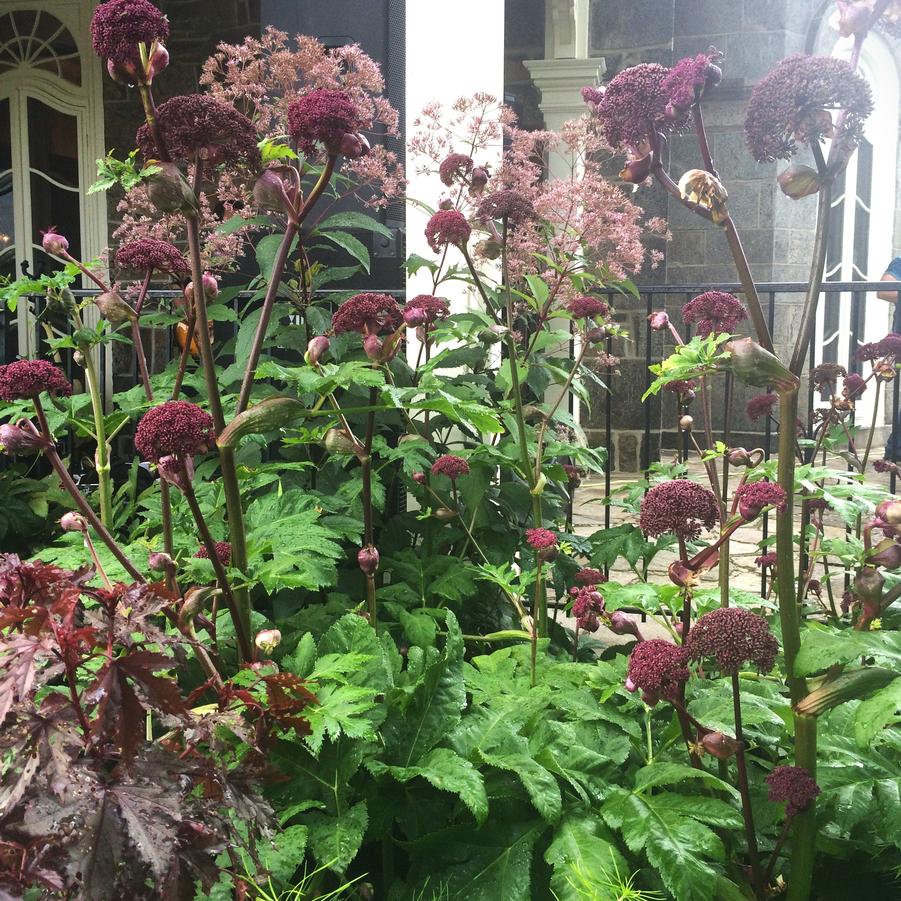 Angelica gigas - from Babikow Wholesale Nursery