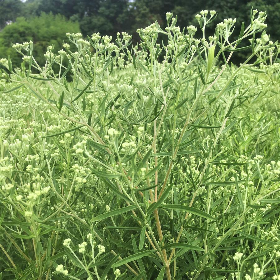 Eupatorium hyssopifolium - Hyssop-leaved Thoroughwort from Babikow Wholesale Nursery