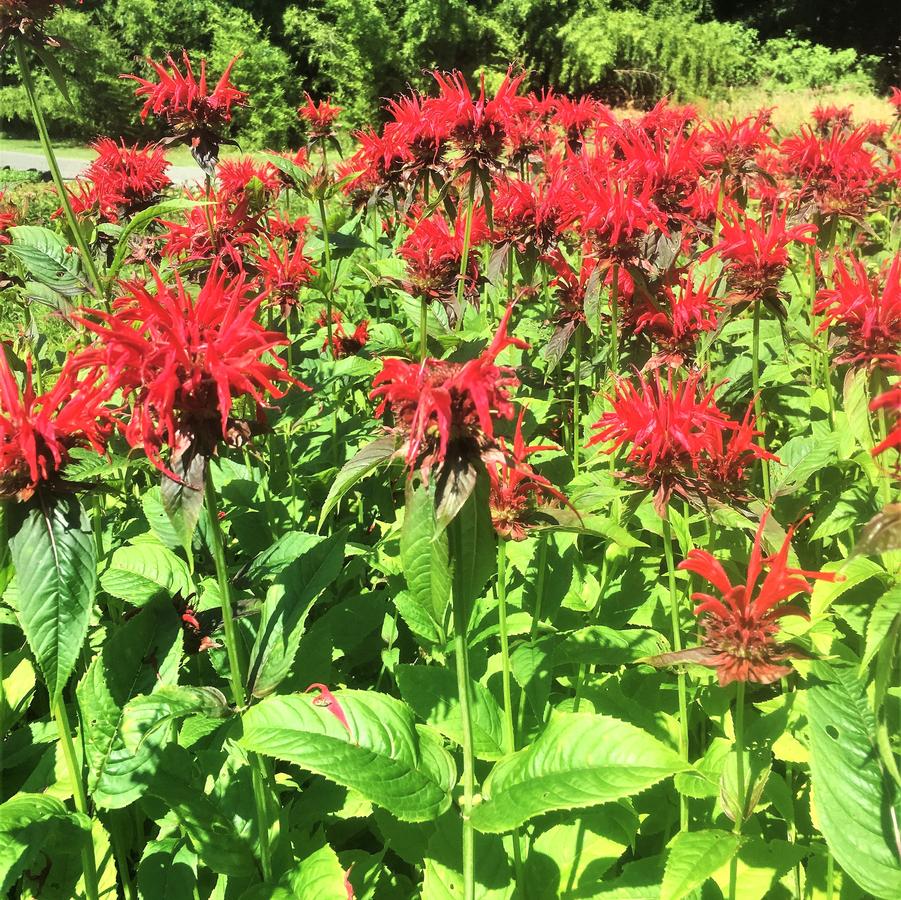 Monarda did. 'Jacob Kline' - Bee Balm from Babikow Wholesale Nursery