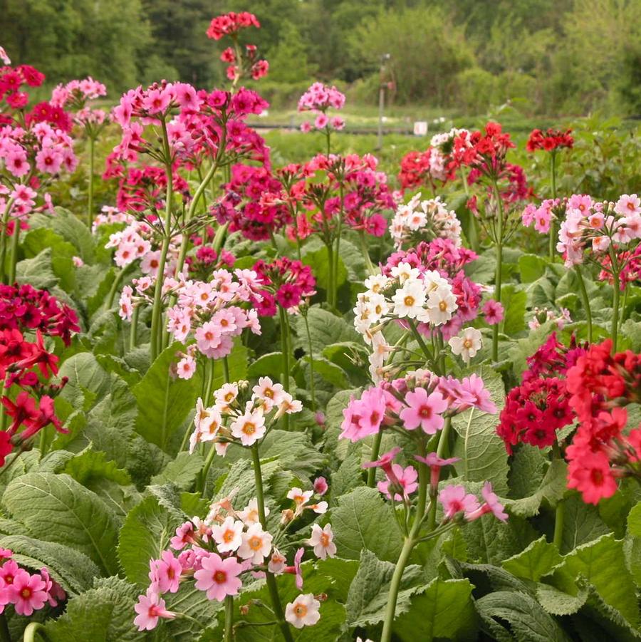 Primula japonica - Primrose from Babikow Wholesale Nursery