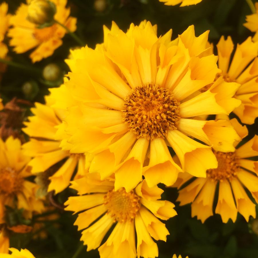 Coreopsis x 'Jethro Tull' - Tickseed from Babikow Wholesale Nursery