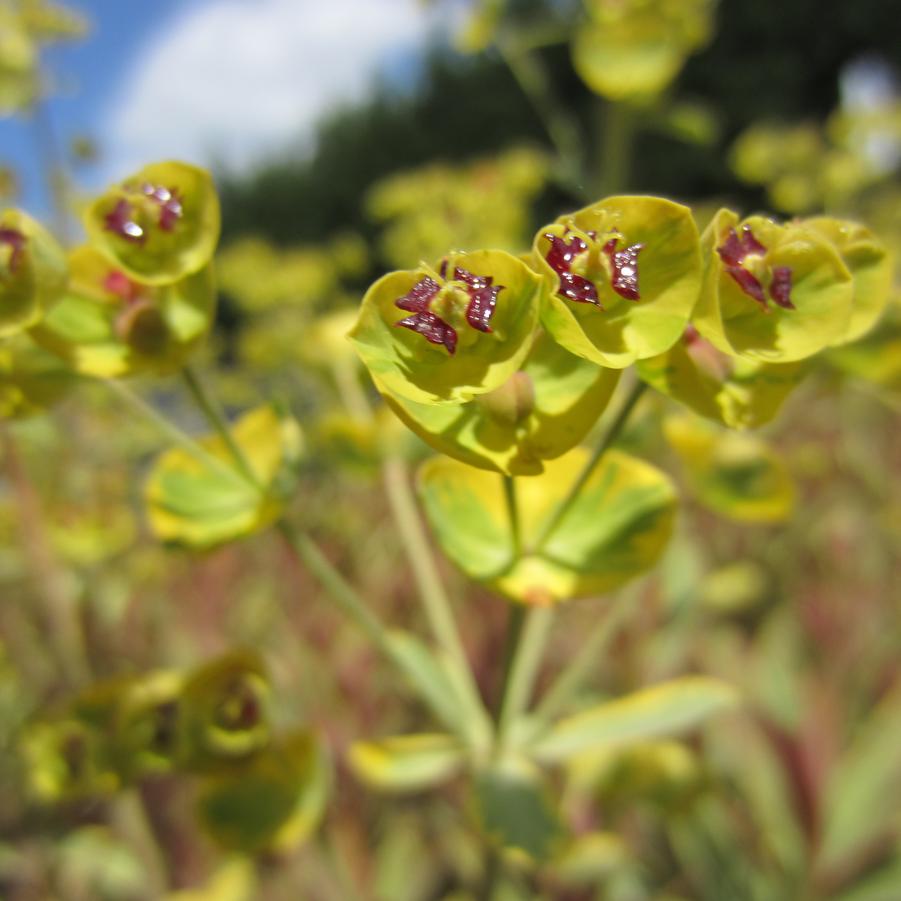 Euphorbia 'Ascot Rainbow' - Wood Spurge from Babikow Wholesale Nursery