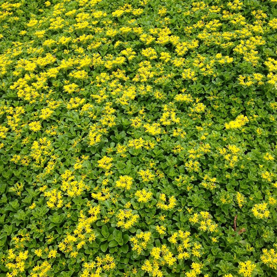 Sedum kamtschaticum - Stonecrop from Babikow Wholesale Nursery