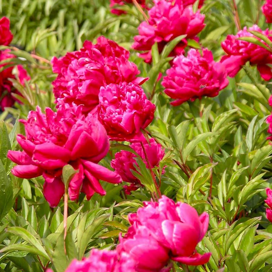 Paeonia 'Karl Rosenfeld' - Peony from Babikow Wholesale Nursery