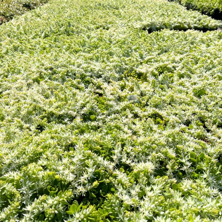 Sedum ter. 'Larinem Park' - Stonecrop from Babikow Wholesale Nursery