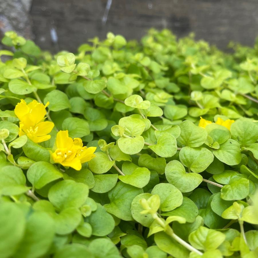 Lysimachia num. 'Aurea' - Creeping Jenny from Babikow Wholesale Nursery