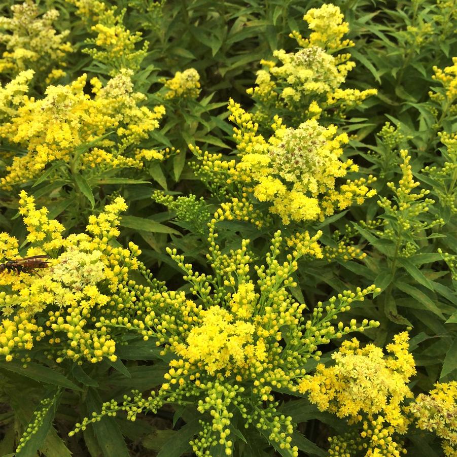 Solidago 'Little Lemon' - Goldenrod from Babikow Wholesale Nursery