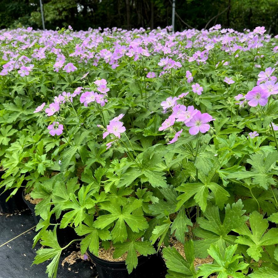 Geranium maculatum - Wild Geranium from Babikow Wholesale Nursery