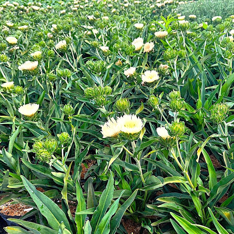 Stokesia laevis 'Mary Gregory' - Stokes' Aster from Babikow Wholesale Nursery