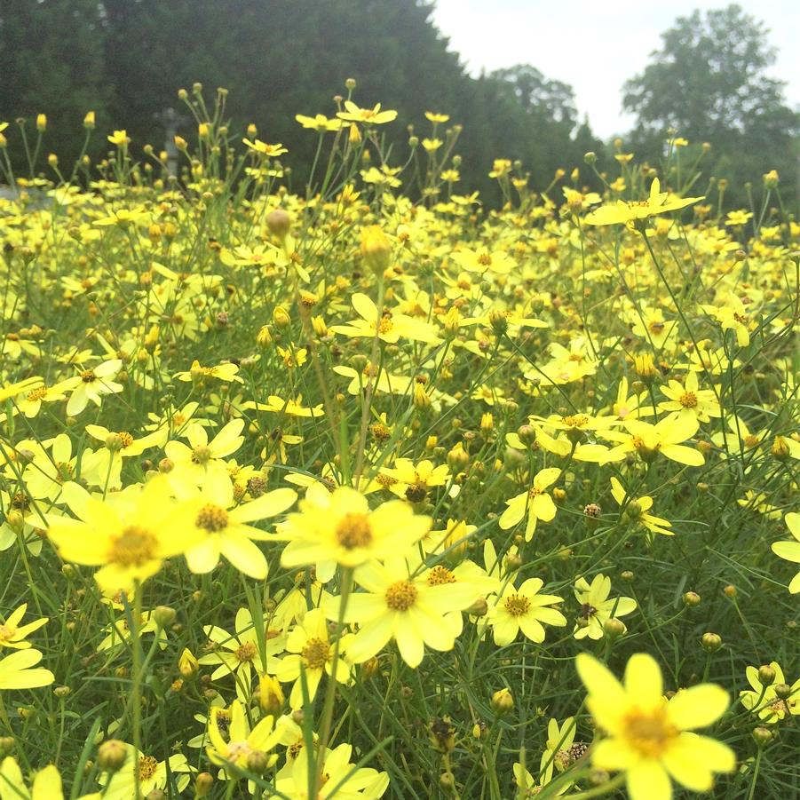 Coreopsis ver. 'Mayo Clinic Flower of Hope' - Tickseed from Babikow Wholesale Nursery