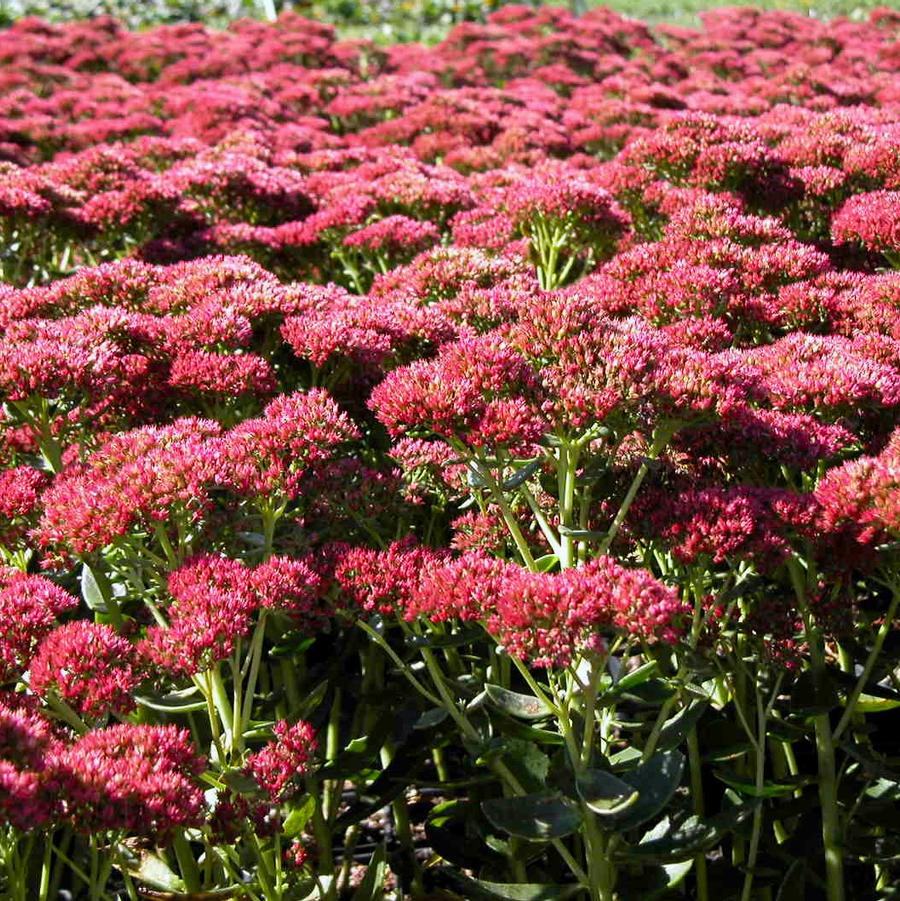 Sedum spe. 'Autumn Fire' - Stonecrop from Babikow Wholesale Nursery