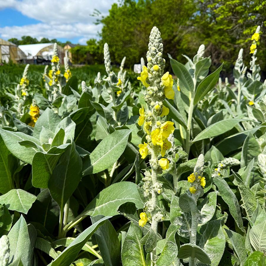 Verbascum 'Polarsommer' - Verbascum from Babikow Wholesale Nursery