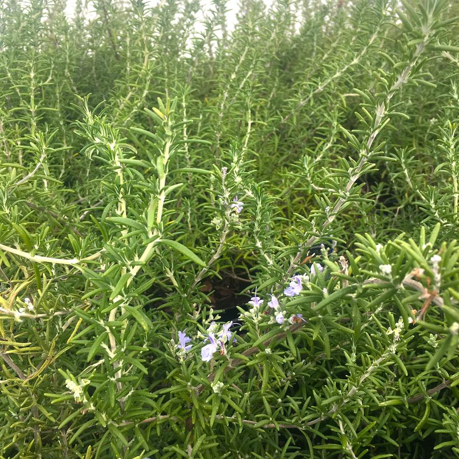 Rosmarinus prostratus - Rosemary from Babikow Wholesale Nursery
