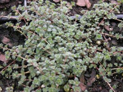 Thymus pseudolanuginosus - Woolly Thyme from Babikow Wholesale Nursery