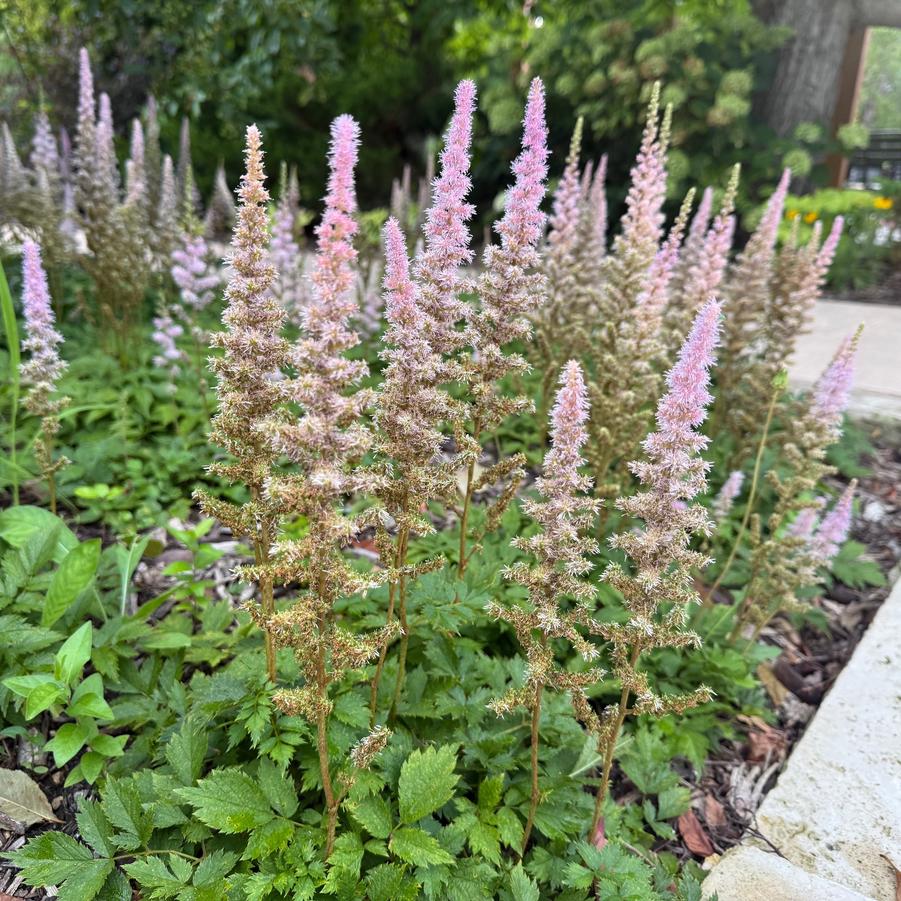 Astilbe chi. 'Pumila' - False Spirea from Babikow Wholesale Nursery