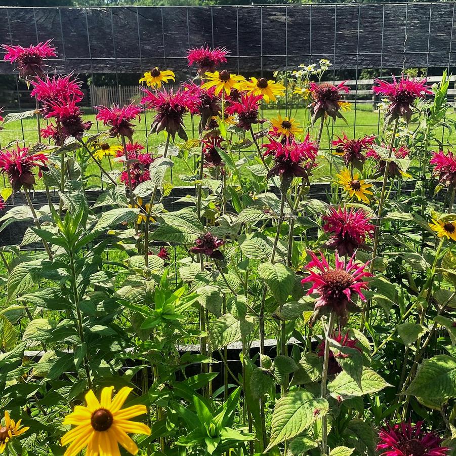 Monarda did. 'Raspberry Wine' - Bee Balm from Babikow Wholesale Nursery