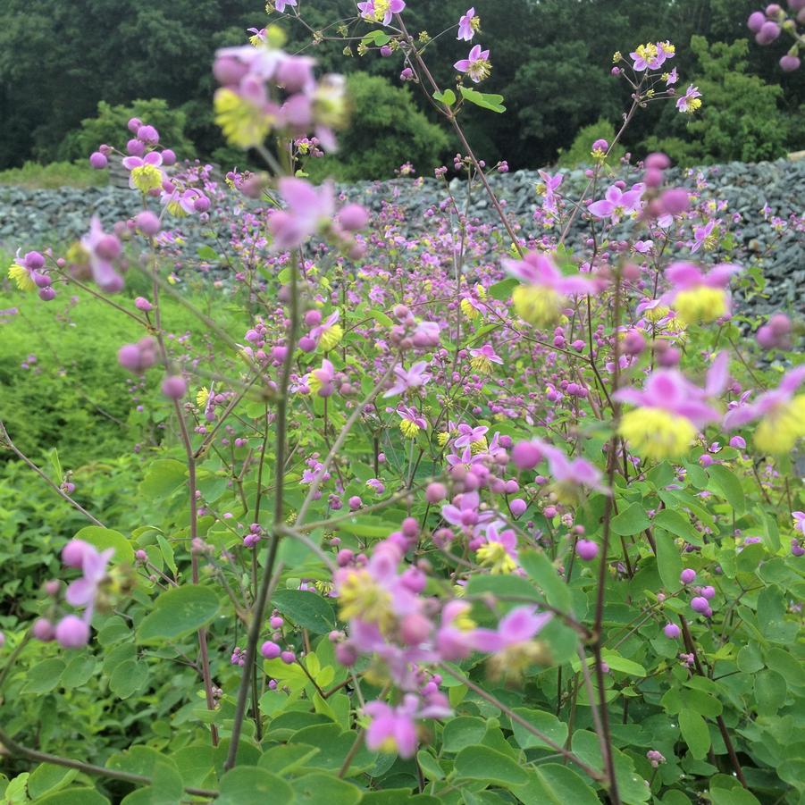 Thalictrum rochebrunianum - Meadow Rue from Babikow Wholesale Nursery