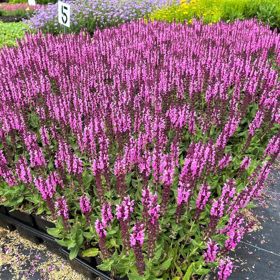 Salvia 'nem. Sensation Rose ®' - Meadow Sage from Babikow Wholesale Nursery