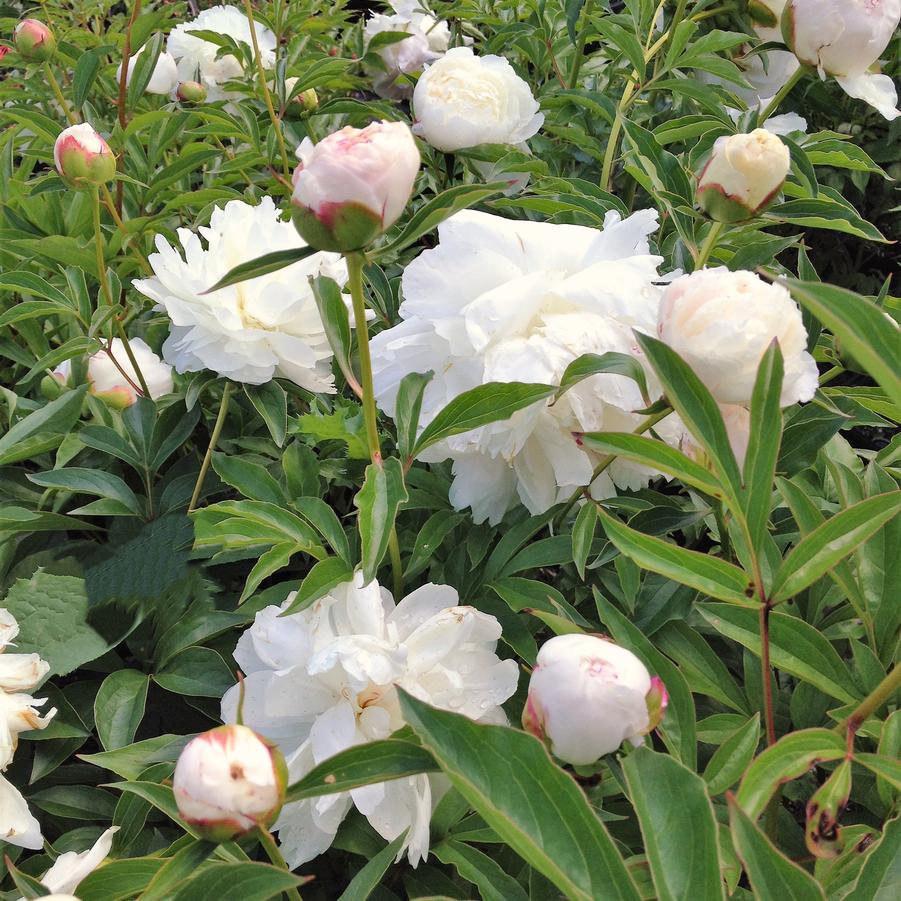 Paeonia 'Shirley Temple' - Peony from Babikow Wholesale Nursery