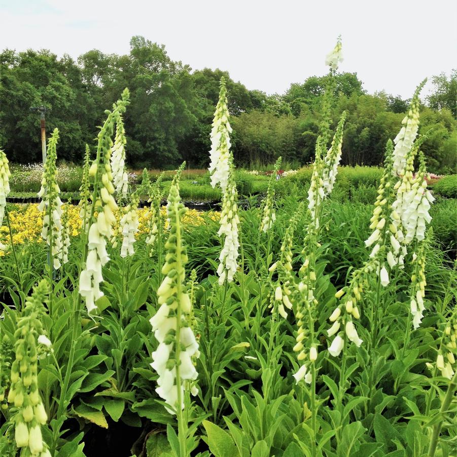 Digitalis pur. 'Snow Thimble' - Foxglove from Babikow Wholesale Nursery
