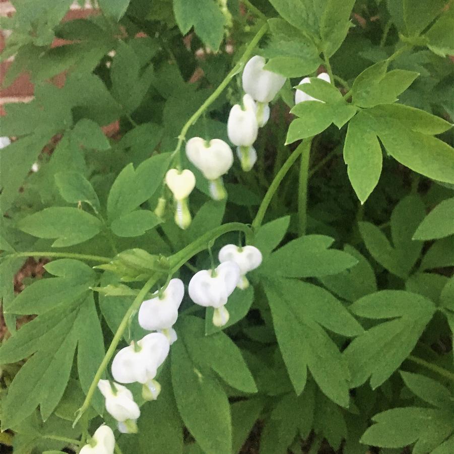 Dicentra spec. 'Alba' - Bleeding Heart from Babikow Wholesale Nursery