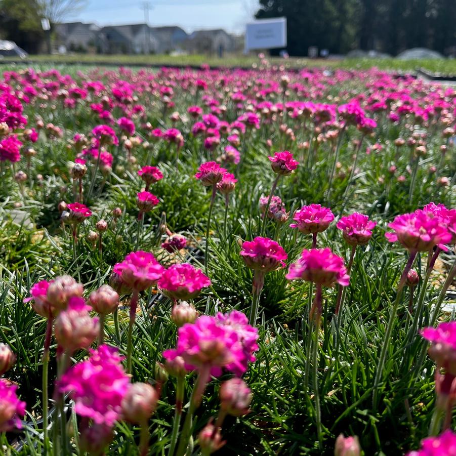 Armeria mar. 'Splendens' - Thrift from Babikow Wholesale Nursery