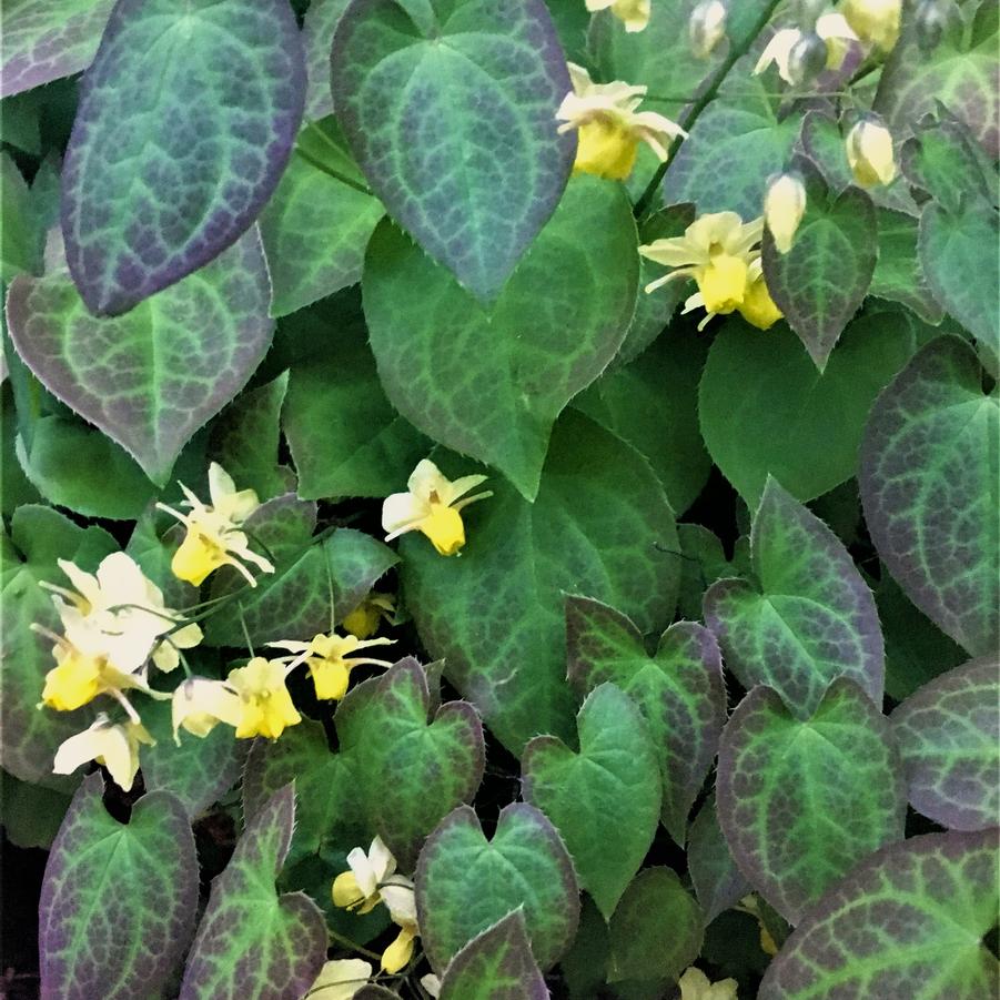 Epimedium ver. 'Sulphureum' - Barrenwort from Babikow Wholesale Nursery