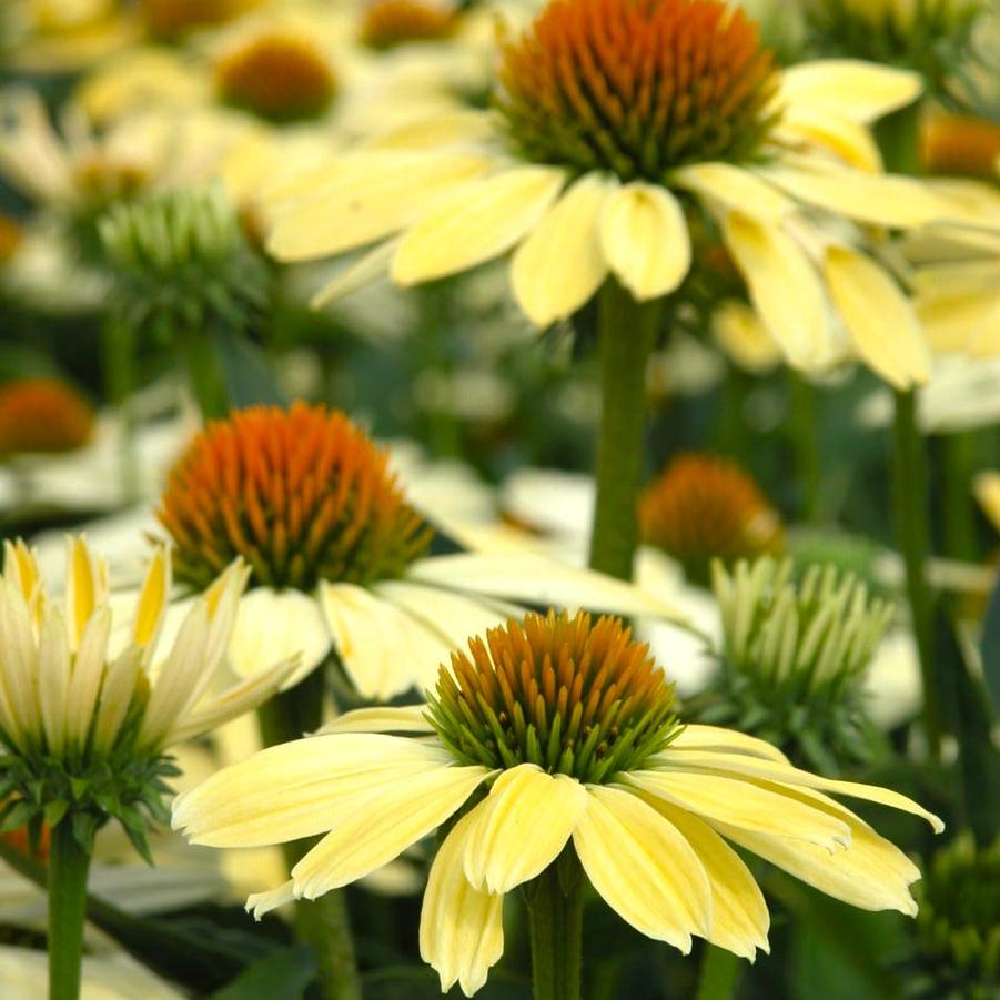 Echinacea Big Sky 'Sunrise Big Sky' - Coneflower from Babikow Wholesale Nursery