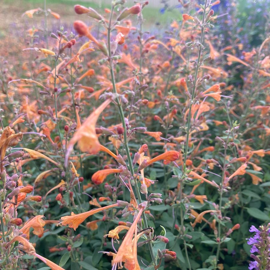 Agastache 'Tango' Hyssop from Babikow Wholesale Nursery