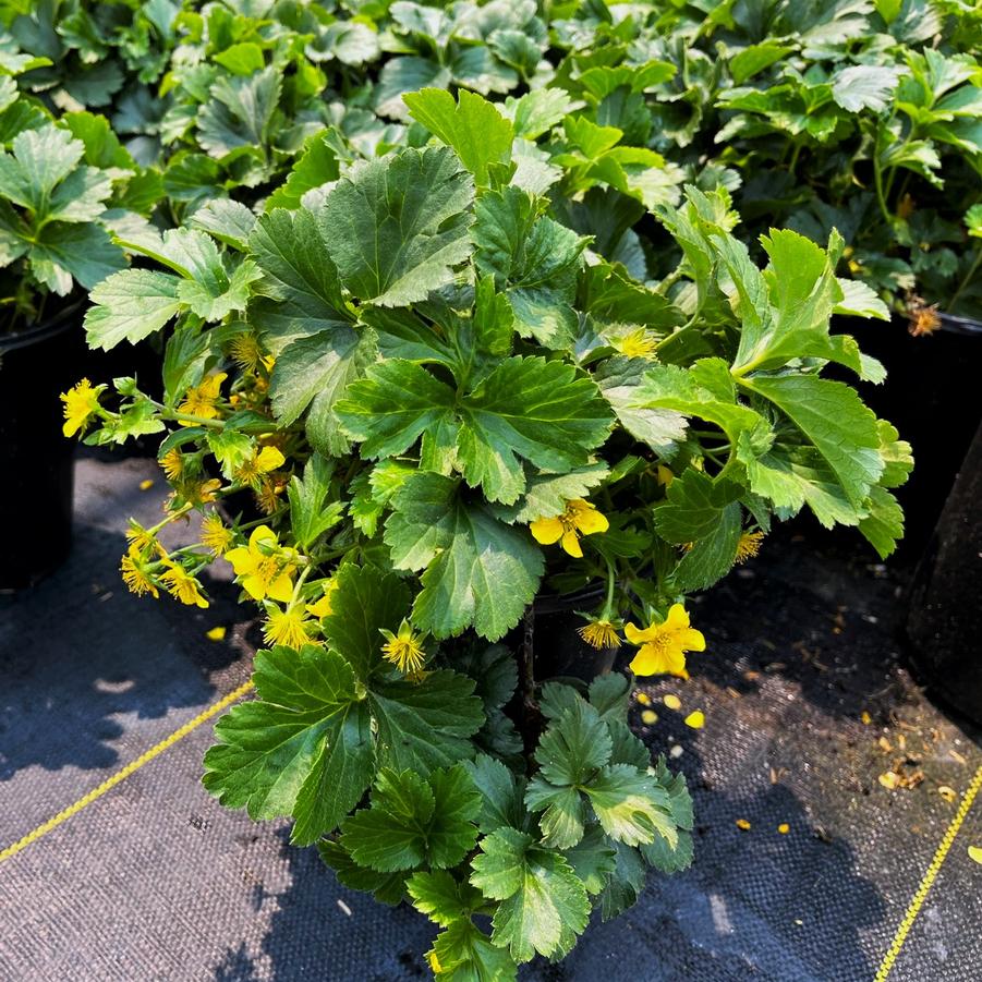 Waldsteinia ternata - Barren Strawberry from Babikow Wholesale Nursery