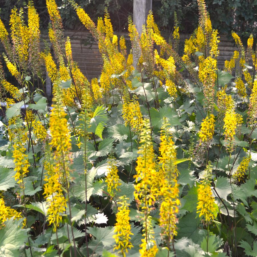 Ligularia ste. 'The Rocket' - Ligularia from Babikow Wholesale Nursery