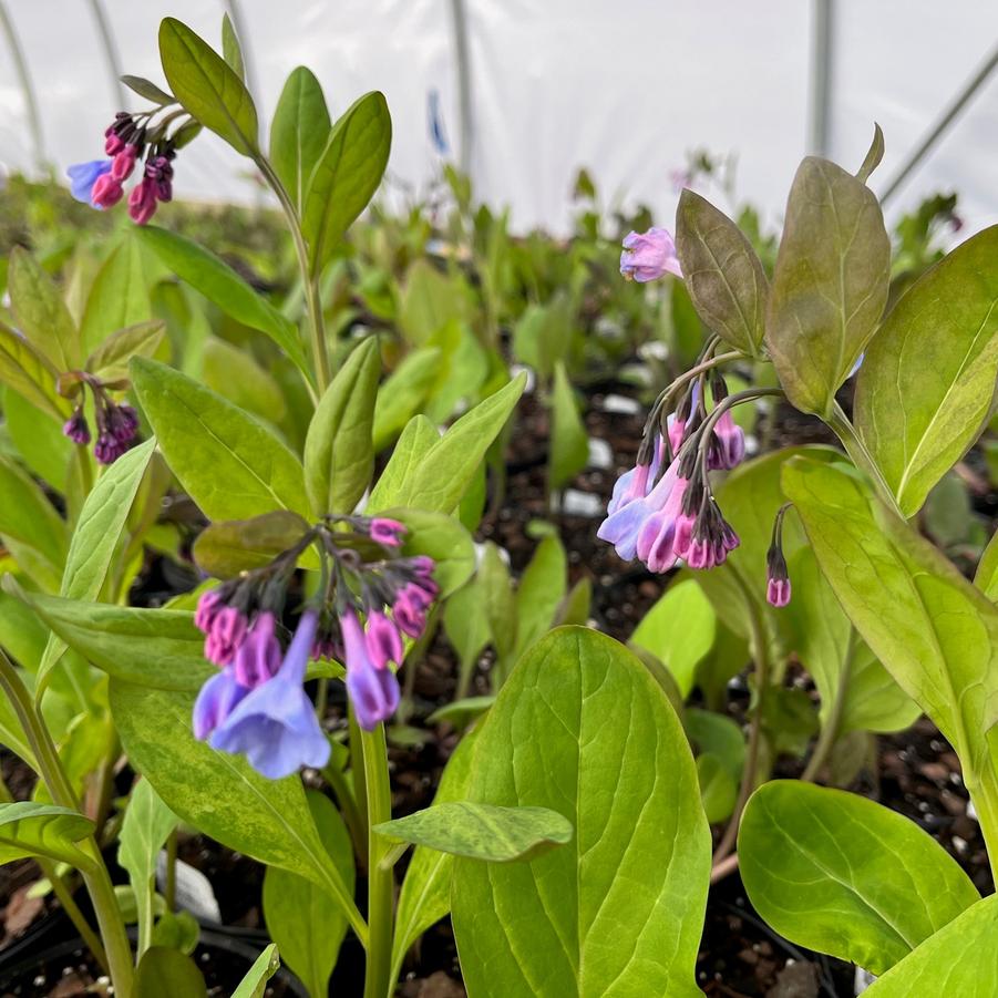 Mertensia virginica - Virginia Blue Bells from Babikow Wholesale Nursery
