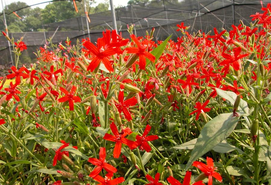 Silene virginica - Fire Pink from Babikow Wholesale Nursery