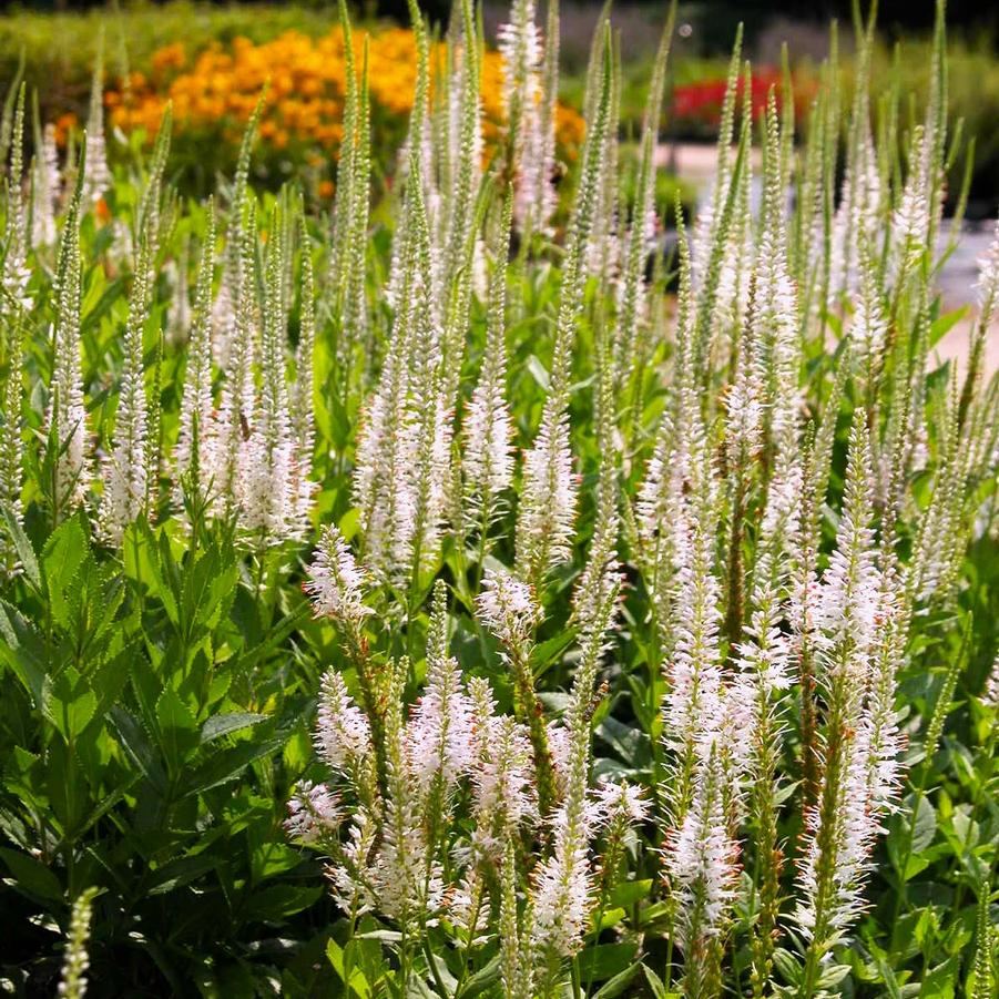 Veronicastrum virginicum - Culvers Root from Babikow Wholesale Nursery