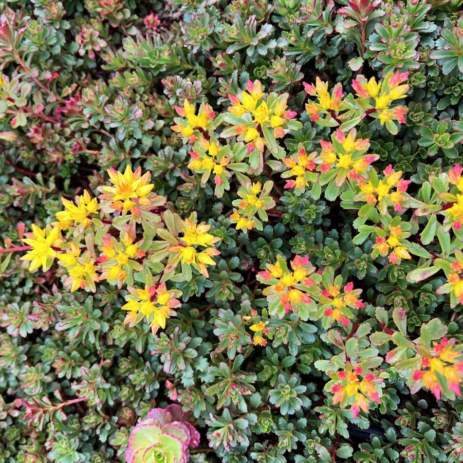 Sedum flo. 'Weihenstephaner Gold' - Stonecrop from Babikow Wholesale Nursery