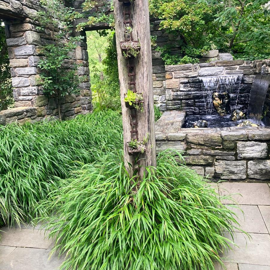 Hakonechloa macra - Japonsese Forest Grass from Babikow Wholesale Nursery
