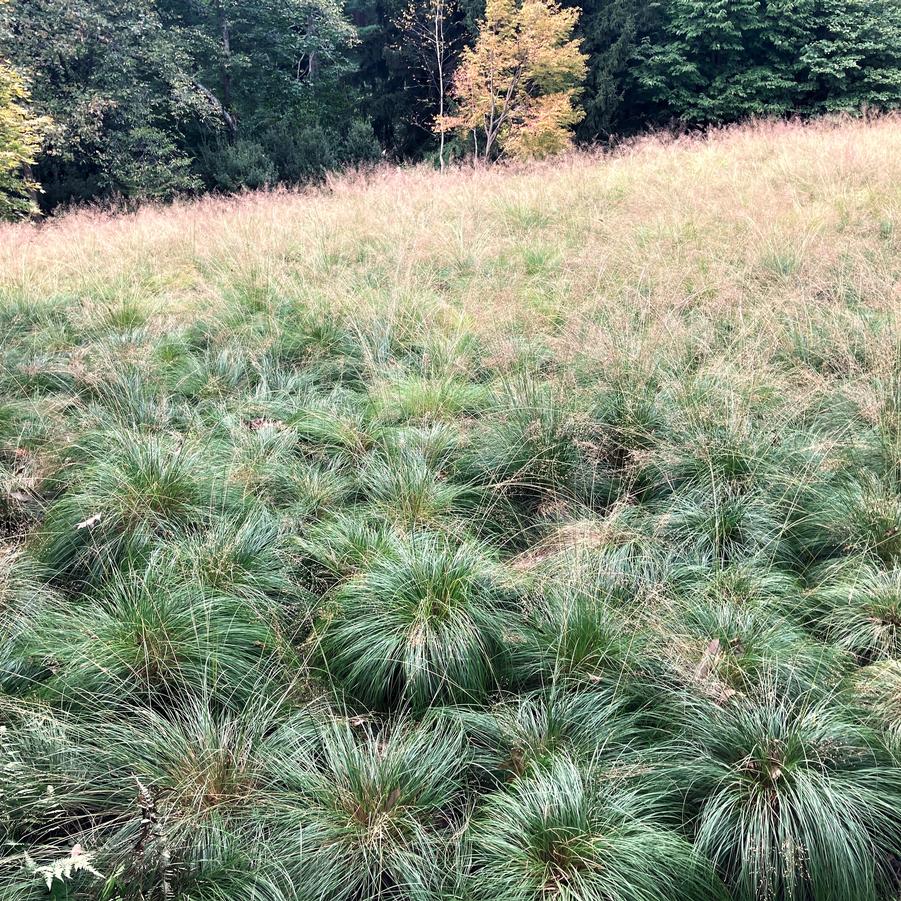 Sporobolus heterolepsis - Prairie dropseed from Babikow Wholesale Nursery
