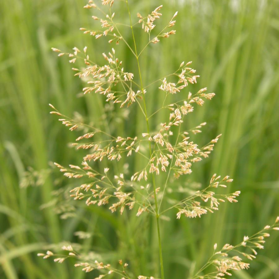 Deschampsia caespitosa - Tufted Hair Grass from Babikow Wholesale Nursery