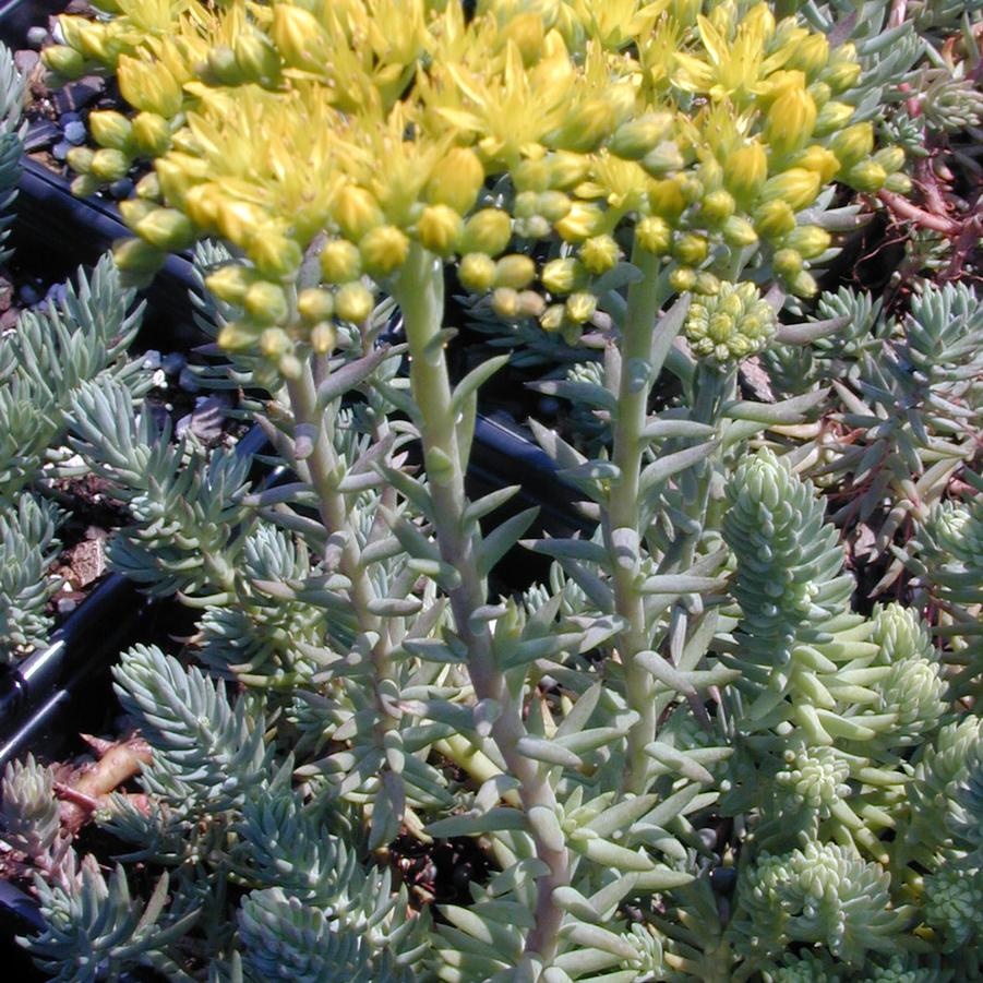 Sedum ref. 'Blue Spruce' - Stonecrop from Babikow Wholesale Nursery