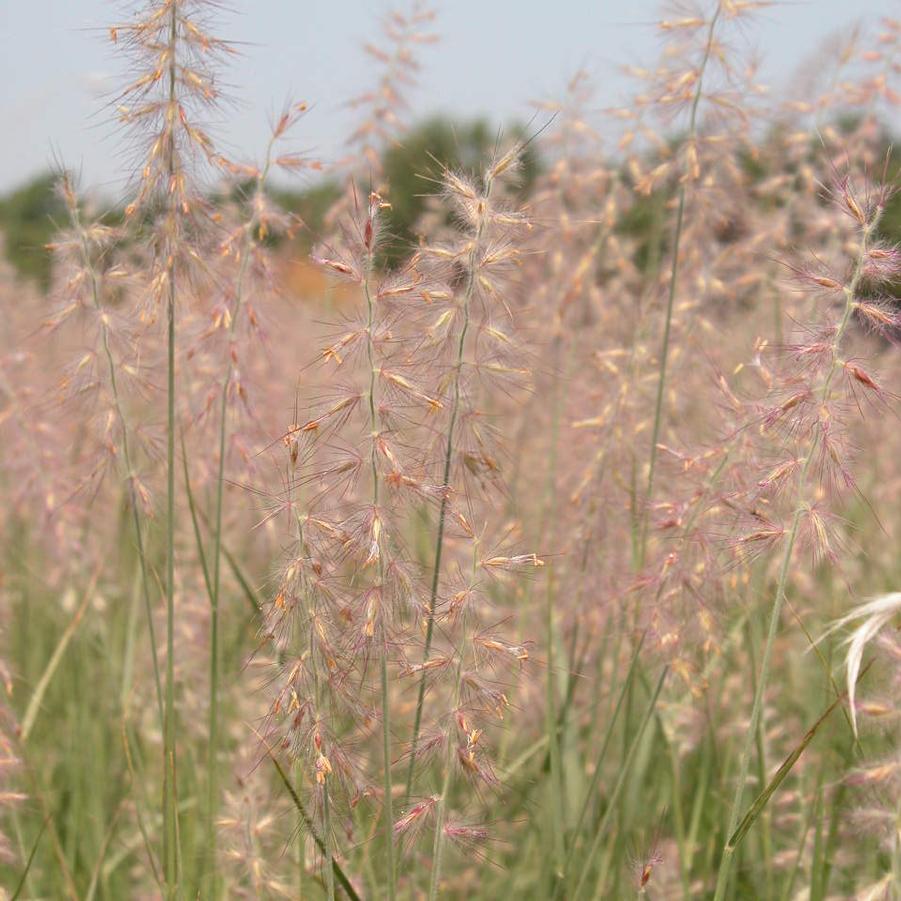 Pennisetum orientale - Orientale Fountain Grass from Babikow Wholesale Nursery