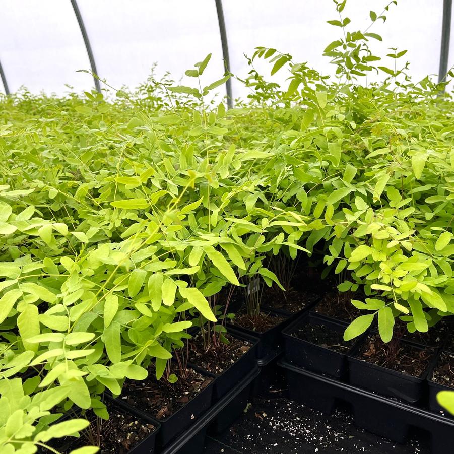 Osmunda regalis - Royal fern from Babikow Wholesale Nursery